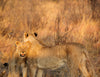 Lions at Sunset